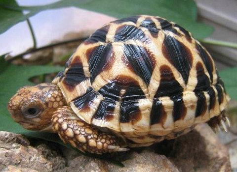 什么龟可以和鱼一起养，鱼龟混养的方法有哪些（猪鼻龟能和鱼一起混养吗）