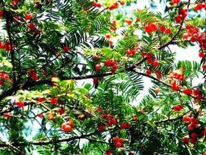 红豆杉是什么植物，国家一级珍稀保护树种——红豆杉