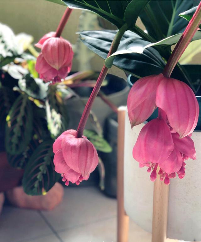 宝莲灯花的养殖方法和注意事项，宝莲灯花的养殖方法（掌握技巧就能养好它）