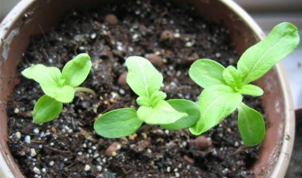 碳酸氢钠在医学上有什么用途，碳酸氢钠在医学上有什么用途和作用（小苏打原来有这么多好处）