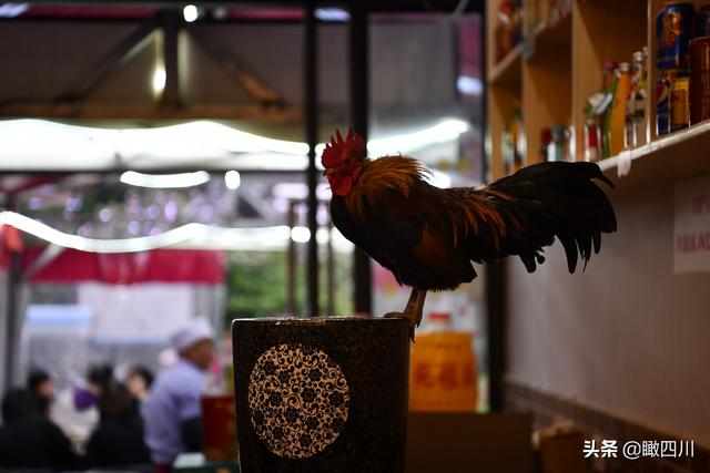 鸡的寓意和象征，鸡的象征意义（火锅店前台养活鸡当“招财鸡”）