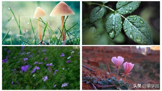 四字成语什么什么夺目，什么什么夺目四字词语（100个描写春天的四字词语）