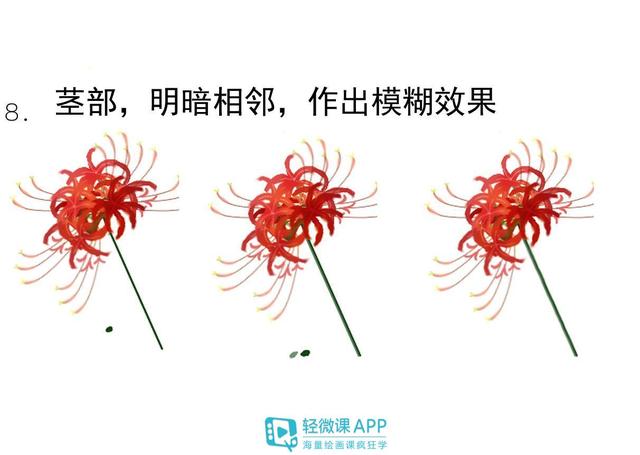 彼岸花怎么画，彼岸花怎么画素描（详细画彼岸花图解）