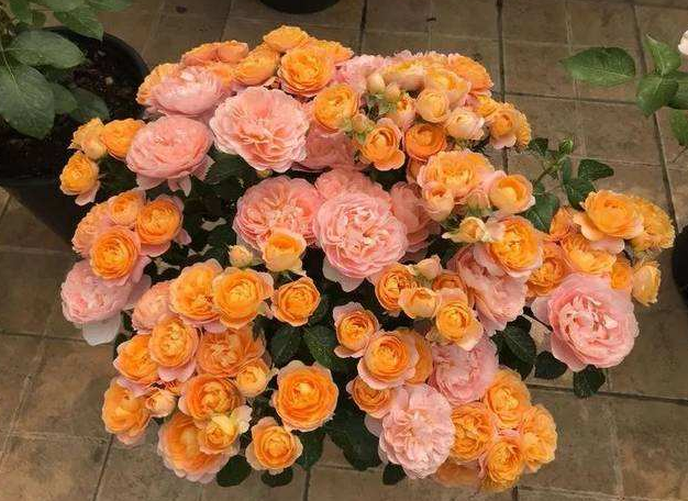 每月什么花开，每月什么花开写一个作文（23种开花植物）