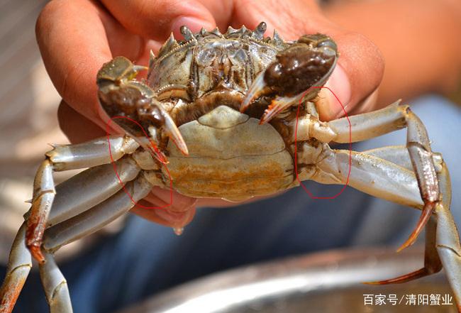 大闸蟹要怎么洗才干净，大闸蟹清洗的更佳方法