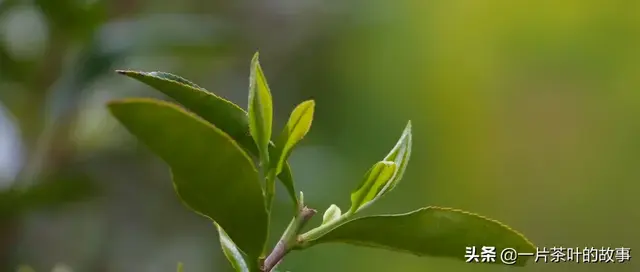 对茶的别称雅号，茶的雅称，你知道几个