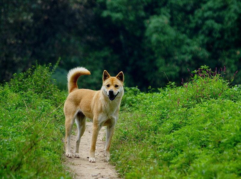 罗威纳多少钱一只(罗威纳犬怎么训练才听话)