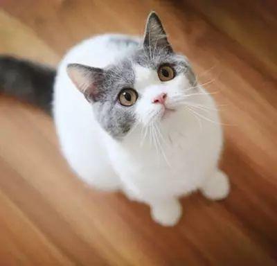 幼猫猫饭做法，幼猫自制猫饭配方（一招教你营养猫咪又爱吃的猫饭）