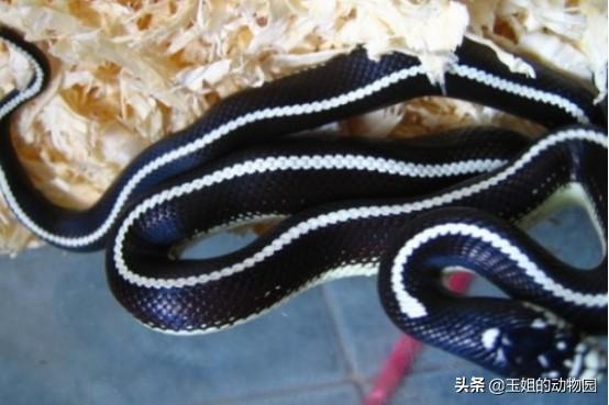 黑白王蛇，和我国菜花蛇比起来谁更强（黑白王蛇好养吗）
