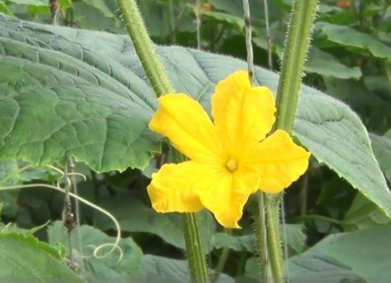 黄瓜种植方法大全，快来看看正确的方法