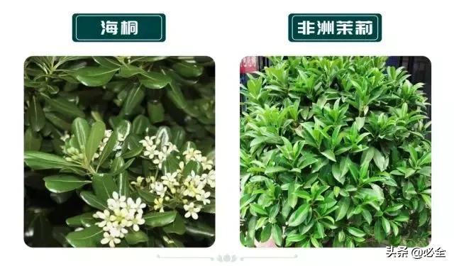 非洲茉莉，这些知识你是否具备（非洲茉莉花图片）