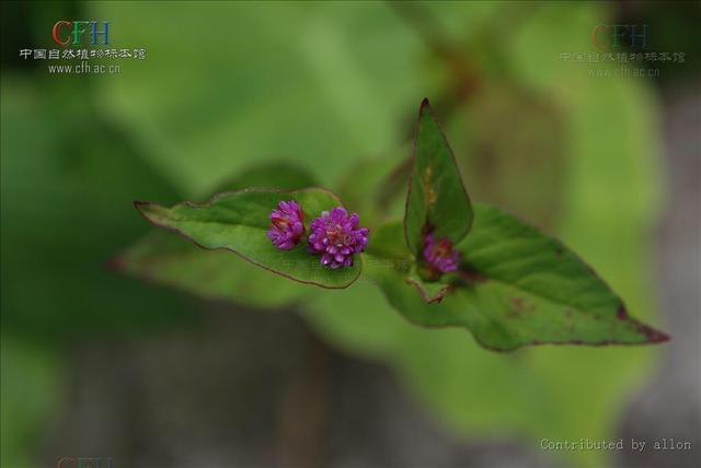 杆的多音字组词，中药材红酸杆