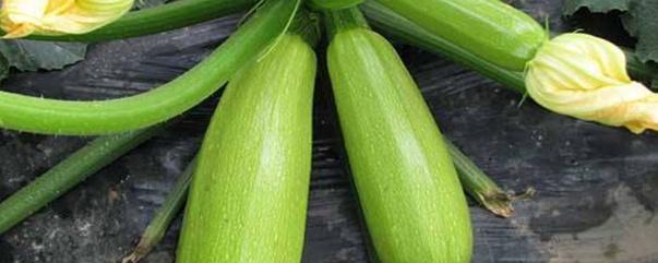 种角瓜方法，怎样种植角瓜（西葫芦种植技术）