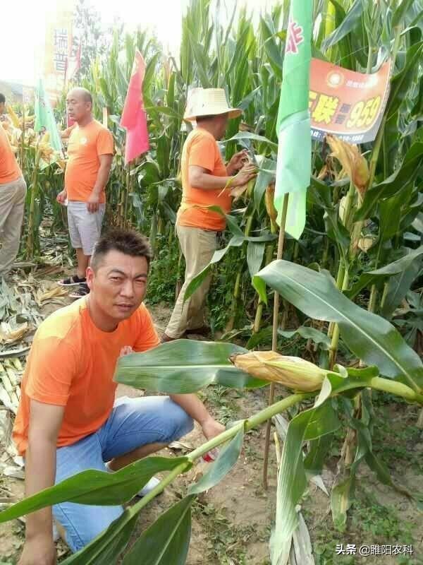 瑞普909玉米成熟多少天，瑞普909玉米夏播多少天成熟（这个玉米新品种超耐旱）