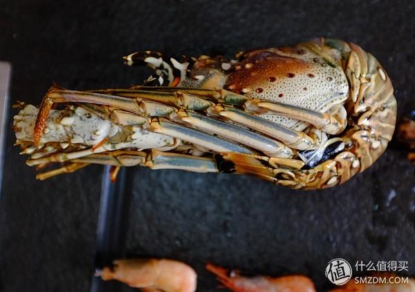 虾有多少品种，淡水虾有哪些品种（虾类双11购买攻略富山虾）