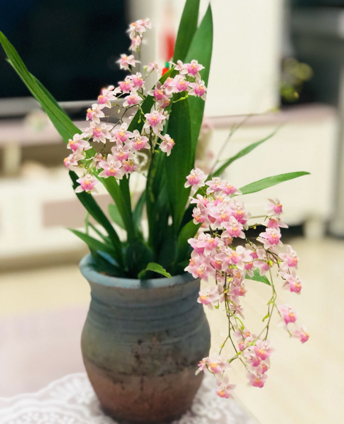 兰花图片(这种兰花最好养) - 赤虎壹号