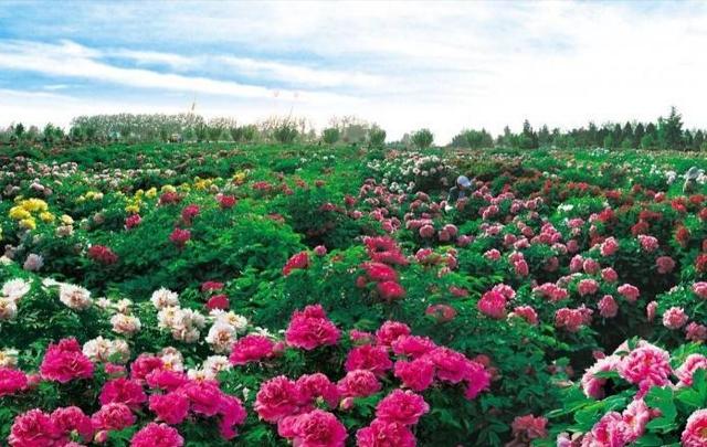 洛阳市的市花是什么，洛阳市花是什么（关于它的这些知识要知晓）