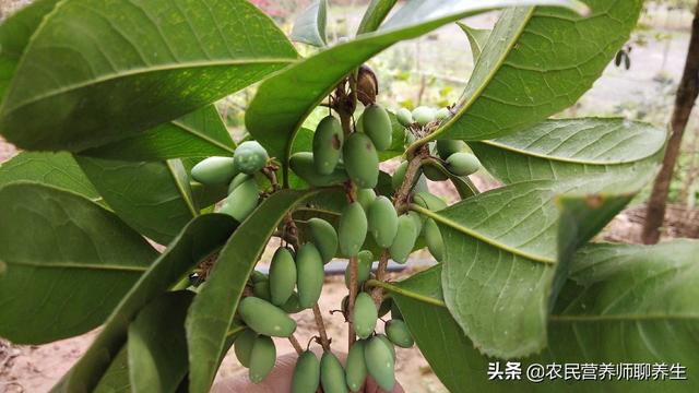 桂花果的作用及食用方法，桂花果的功效与作用（桂花树结果真是少见）