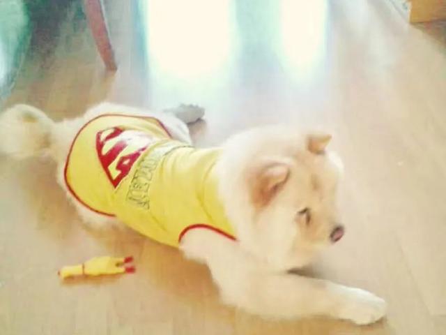 金毛犬，6种狗狗小时候和长大的对比（金毛犬的优缺点及性格）