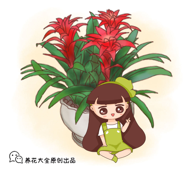 鸿运当头花怎么养，鸿运当头开完花怎么养（鸿运当头这样养）