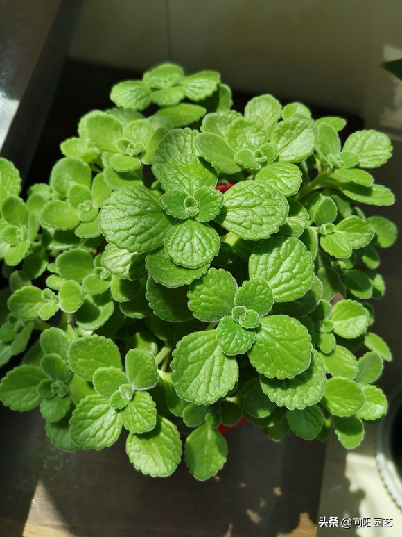 碰碰香怎么扦插，碰碰香的繁殖方法（15天长成“绿皮球”）