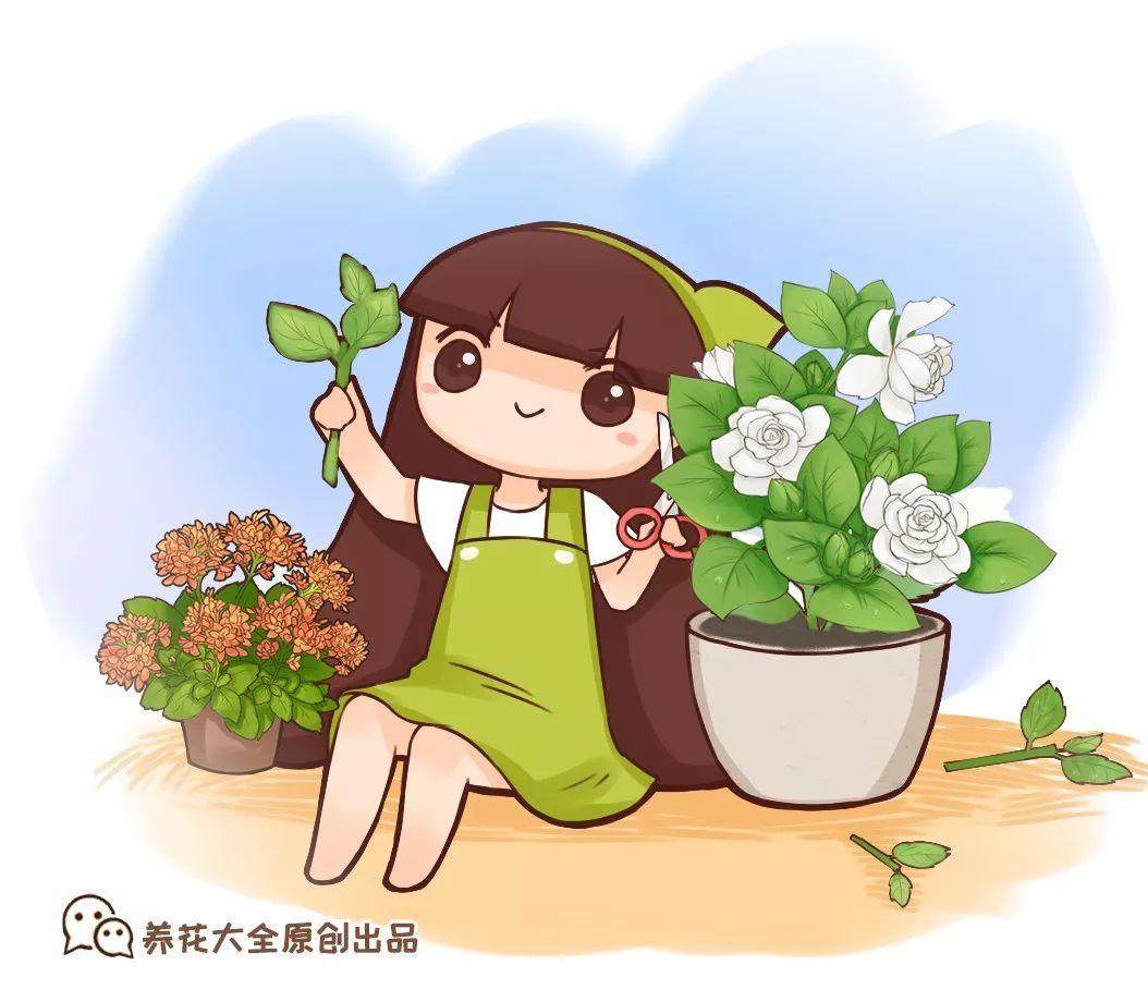 (长寿花剪枝后不开花)-柯彬网