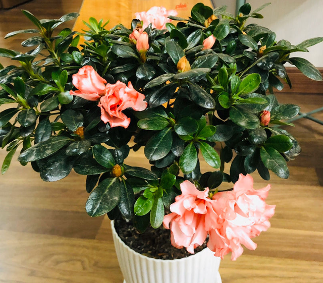 水培郁金香，买花也要看季节（水培郁金香种球怎么种植）