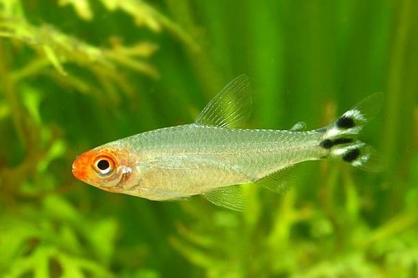 红鼻剪刀鱼寿命,红鼻剪刀鱼能长多大(小型观赏鱼:红鼻剪刀鱼)