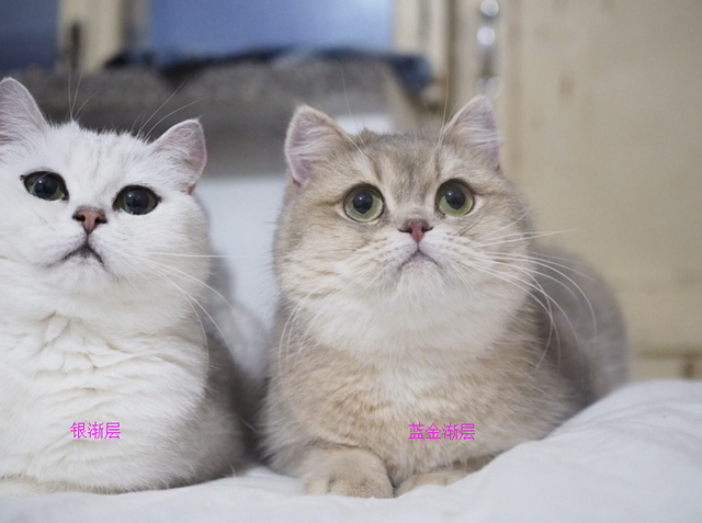 金虎斑猫为什么便宜，金虎斑猫一般多少钱一个（知识篇：英短种类多达40多种）