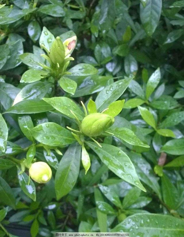 汉字栀怎么读,栀怎么读(中药材栀子叶)