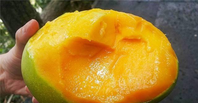 什么季节种植芒果最好，芒果什么时间种植比较好（芒果优质产区攀枝花的“巨无霸”）