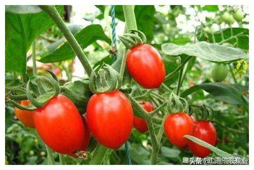 圣女果的功效与作用，圣女果的功效与作用营养（喜欢吃圣女果的人要注意了）