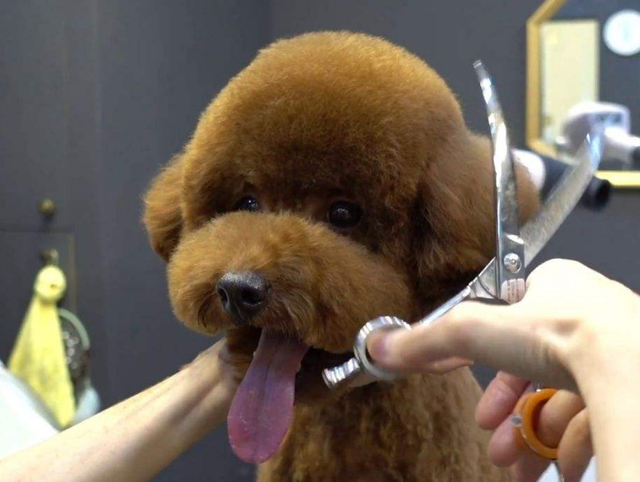 贵宾犬泰迪装的修剪，贵宾犬泰迪装的修剪论文（自己动手帮泰迪犬美容的5个步骤）