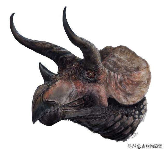 三角龙的简单介绍，三角龙的这些冷知识