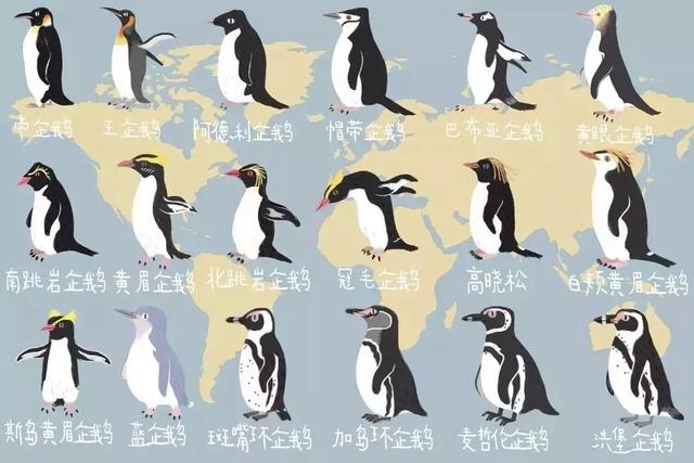 1,萌萌的企鹅,不仅仅分布在南极,这些地方也可以看到