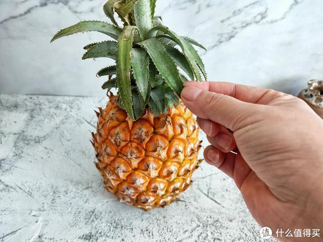 菠萝长什么样，菠萝长什么样子图片（切记这3种不要买）