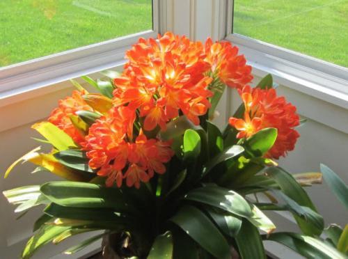 君子兰一年开几次花，兰花一年开几次花（君子兰多长时间施肥一次）