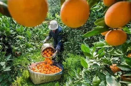 硫酸锰是沉淀吗，硫酸镁是沉淀吗（磷酸二氢钾不能和这些药和肥搭配）