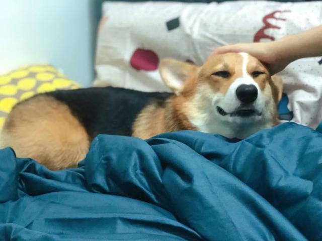 金毛犬，6种狗狗小时候和长大的对比（金毛犬的优缺点及性格）