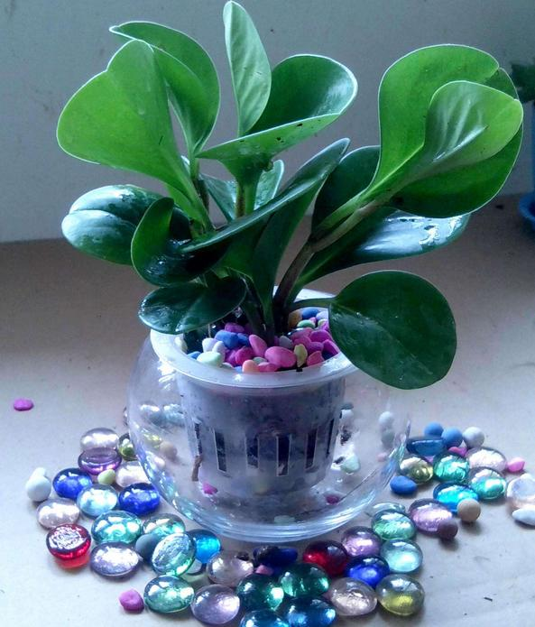 豆瓣绿的养殖方法和注意事项，豆瓣绿的养殖方法和注意事项四季海棠（学会这4点养的棒棒哒）