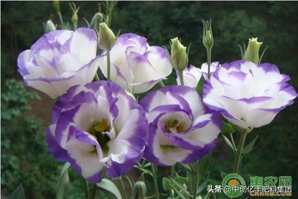 桔梗花语是什么，桔梗花的花语及养殖方法