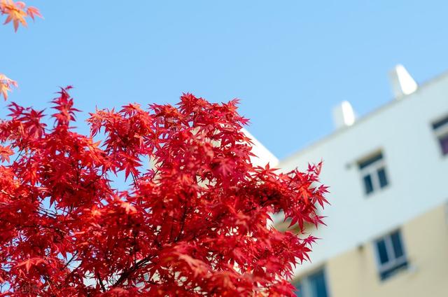种紫薇树的风水禁忌，风水最好的树（有院子就种15种树）