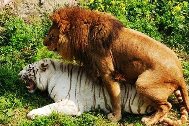 黄种人为主的国家有哪些,黄种人为主的国家有哪些地区(黄种人为什么能