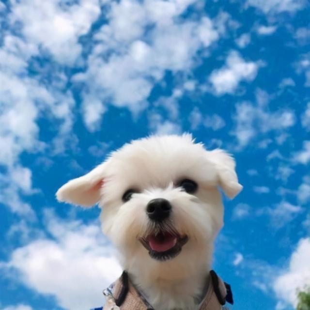 炫酷有型网名，炫酷有型微信昵称（最酷宠物名字新潮绚丽-可爱点）