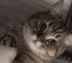 usl是什么意思，老态龙钟是什么意思（在公司混，不懂点统计学怎么行）