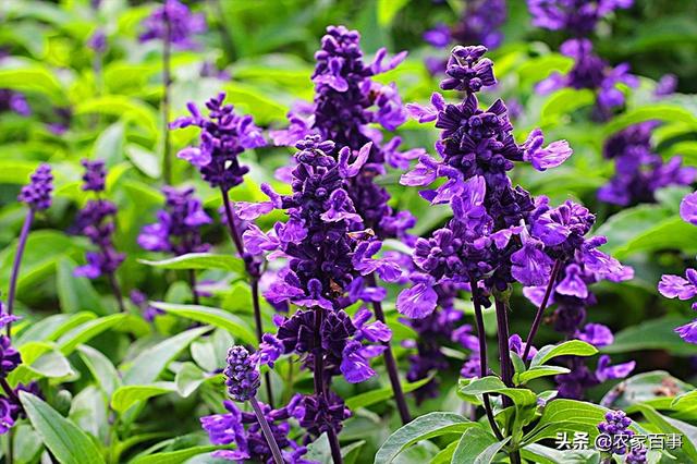 鼠尾草的功效与作用，鼠尾草是什么（称是“一种能让人变美的植物”）