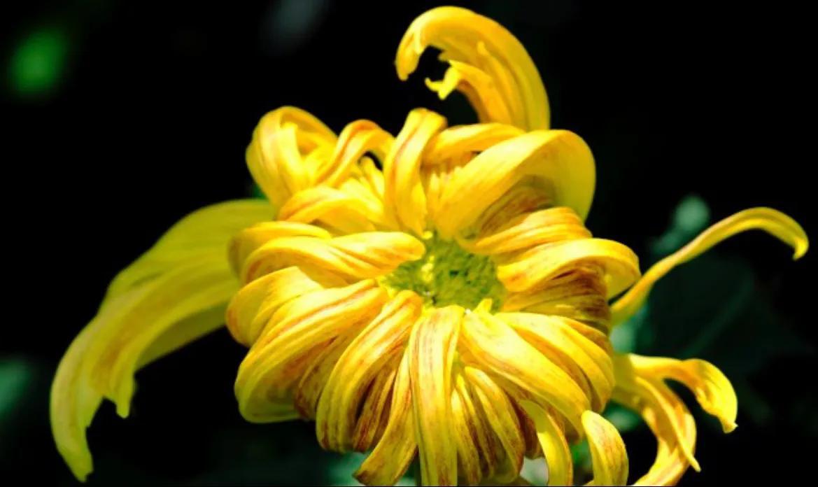 菊花的花语是什么，黄色菊花的花语是什么（菊花的寓意，你知道吗）
