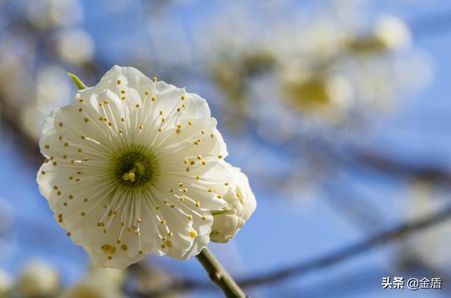 梅花长什么样子像什么，梅花长什么样子像什么一样（像一个个金黄的铃铛）