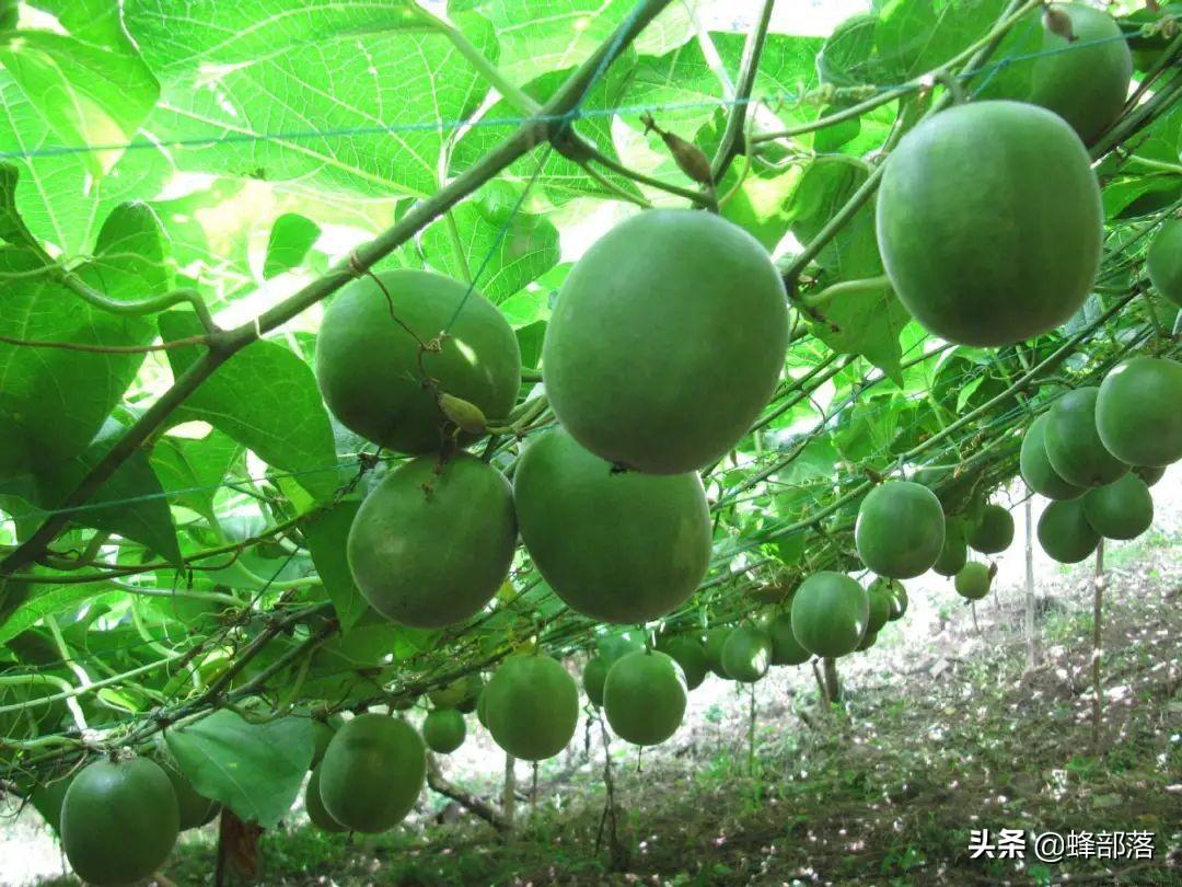 种植什么药材前景好(什么药材种植前景最好)