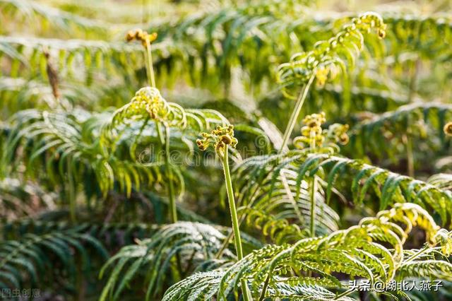 野菜种类有什么，野菜的种类和图片大全（你想要的野菜这里都有）